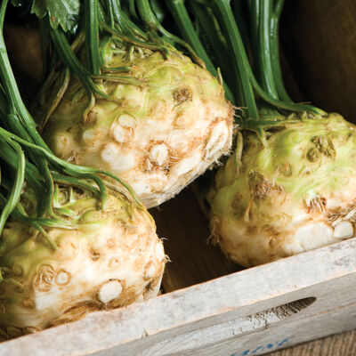 Mars Celery and Celeriac
